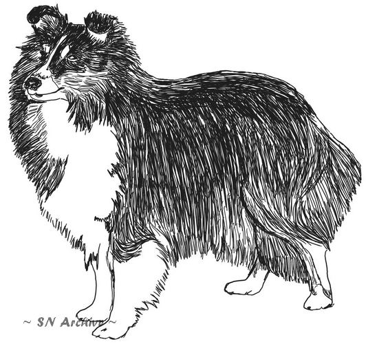 Ch. Bramble Of Wytchfields drawing