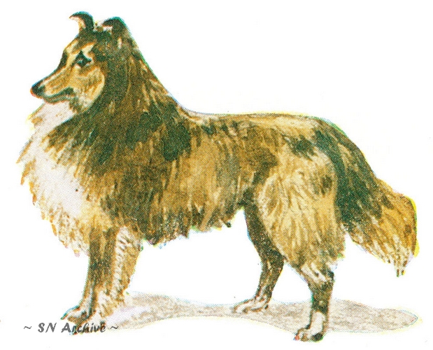 Shetland Sheepdog - 1966