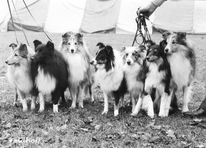 Solingen-Wald & Stormarner Land Sheltie in 1988