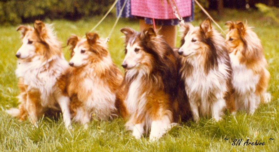 Bachstelze Shelties 1979