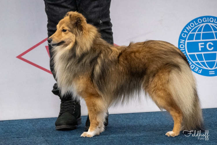 Eylie from Sweet-Sheltie-Love