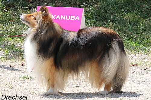 Athene von der alten Birke