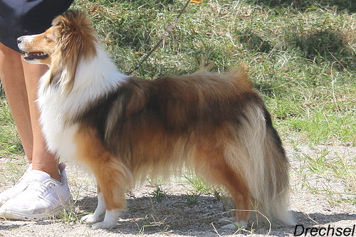 Valentina vom Berghof Engelsbrand