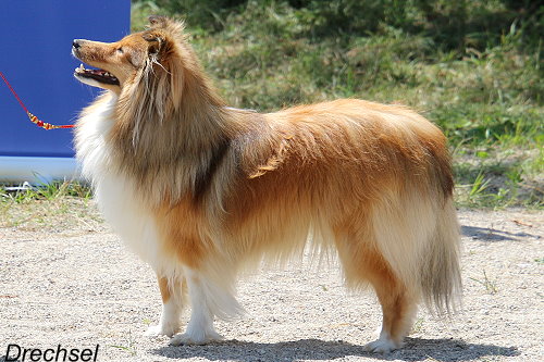 Quite the Attraction von der alten Birke