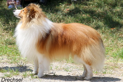 Xaadi vom Birkenwappen