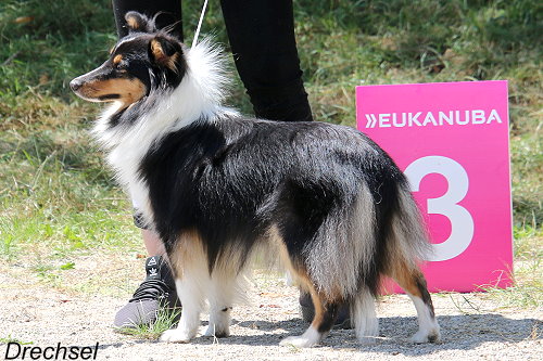 Hopeful Paw's Bubbly Hailey