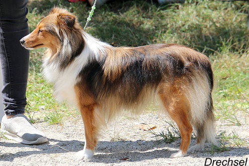 Xia vom Berghof Engelsbrand