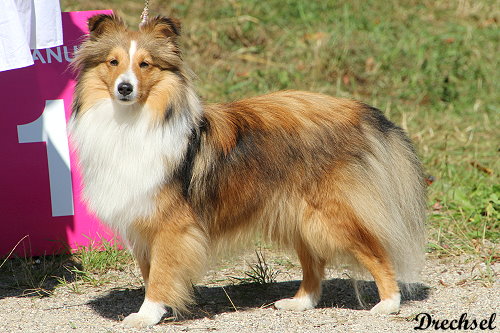 Valentina vom Berghof Engelsbrand