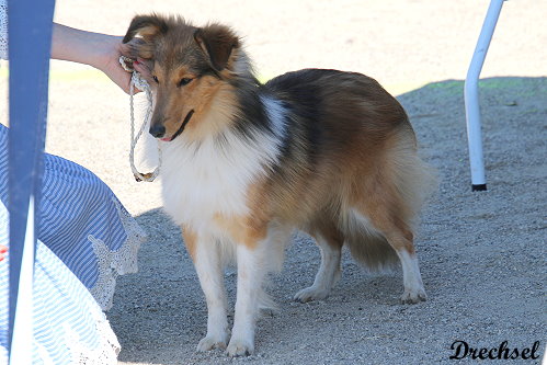 Jou are in Love from Little Robin Hood