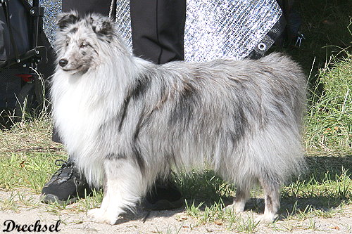 Felino vom Ponyhügel