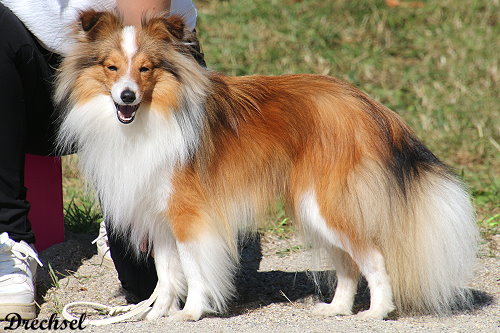 Xaver von den Vitalienbrüdern