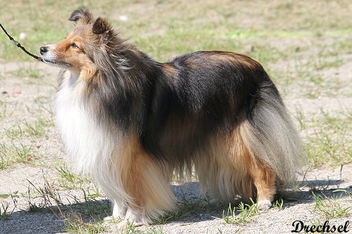 Athene von der alten Birke