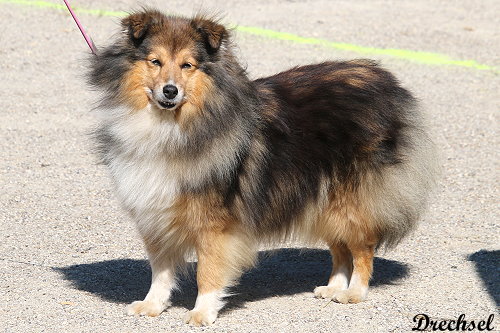 Toffifee vom Affinger Bach