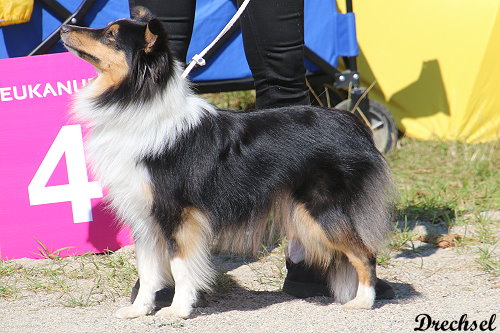 Hopeful Paw's Bubbly Hailey