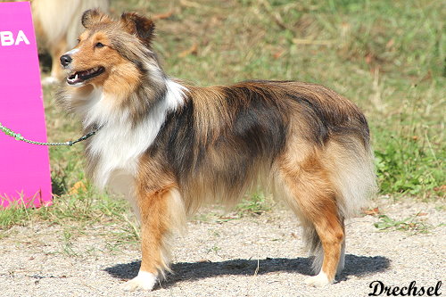 Xia vom Berghof Engelsbrand