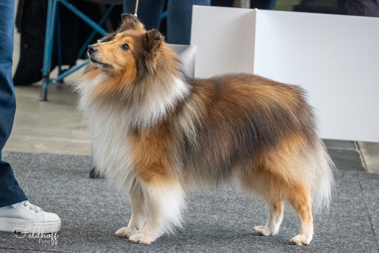 VKR Ch. Johnny von der kleinen Nordhelle