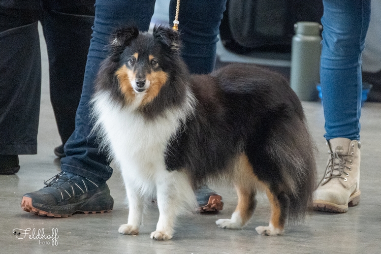 VKH Quirina von Solingen-Wald
