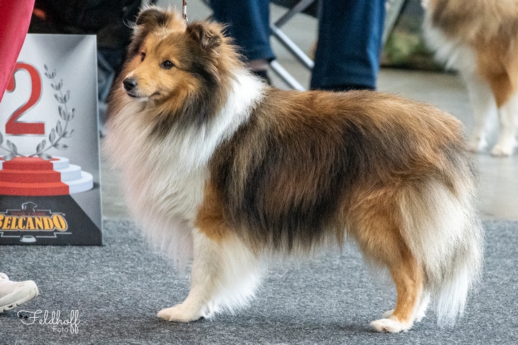 ChKR Shelridge Santino