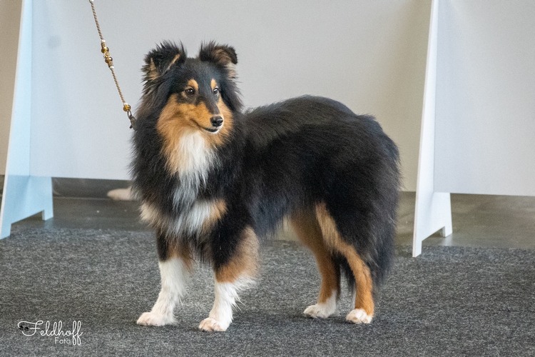 JüKH Spirit of Scalloway's Espoir Supreme