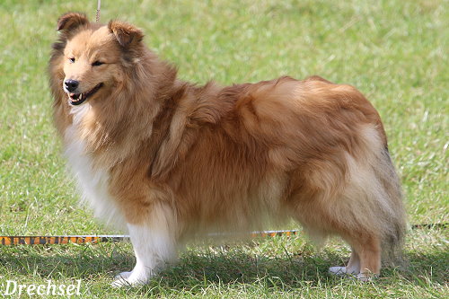 ChKH Annazobelle's Magnificent Marabelle