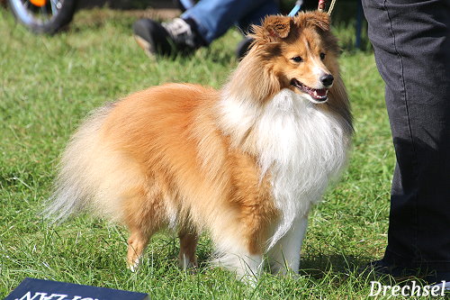 ChKR Fairyglen Oberon