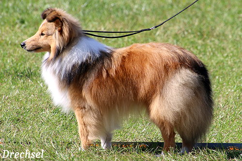 JKR annazobelle's Rubi Del Corazon