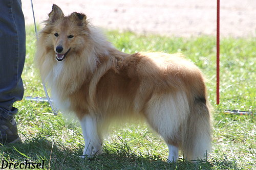 JKH Aponi vom Haubergsland