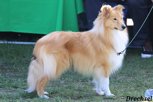 JKR Akito vom Haubergsland