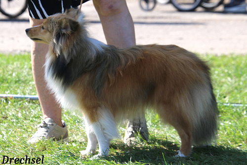 JKR Annazobelle's Ray Rando