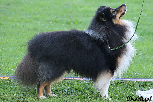 ChKR Hakuna Matata vom Affinger Bach