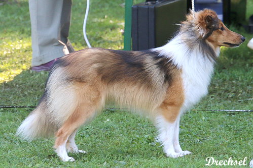 JKH Jou are in Love from Little Robin Hood