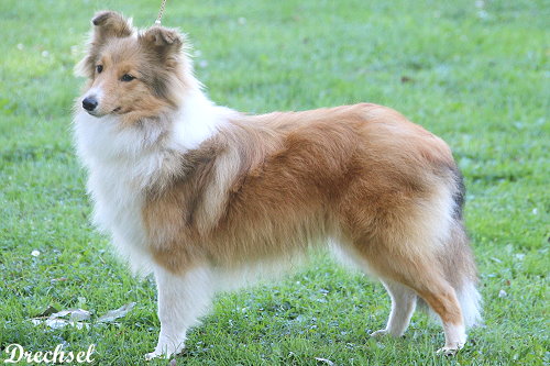 JüKH Eila vom Berghof Engelsbrand