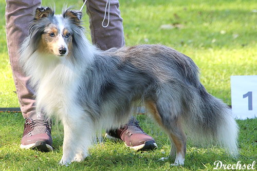 OKH Orchid Blossom von der Rosenranke