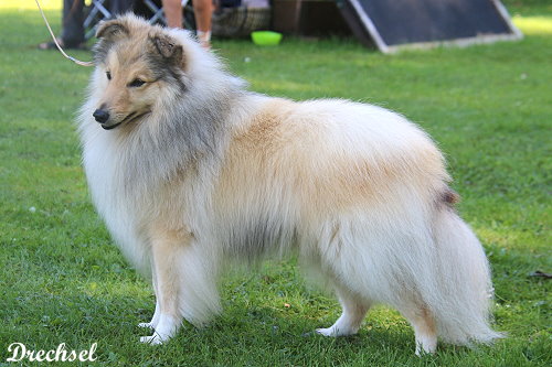 OKR Gary vom Ailenberg