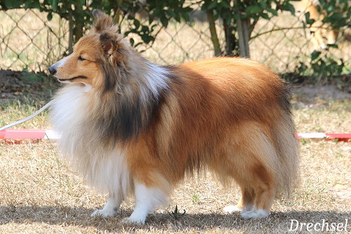 ChKR Magic Power Mounty am Woogbach