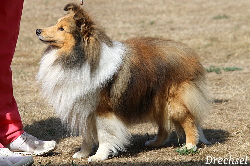 ChKR Ch. Shelridge Santino