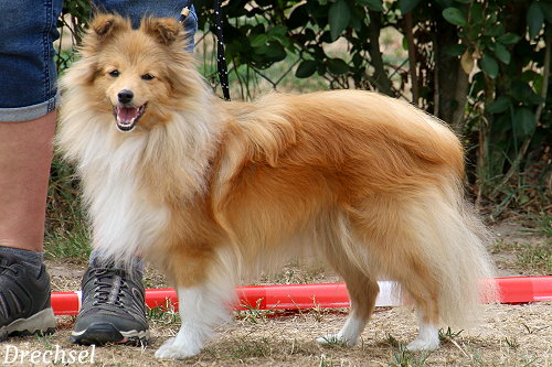 JKH Ireen vom Ailenberg