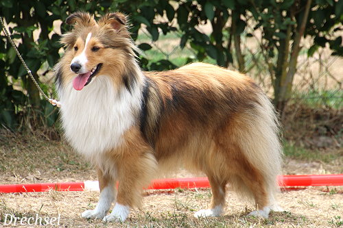 JKH Valentina vom Berghof Engelsbrand