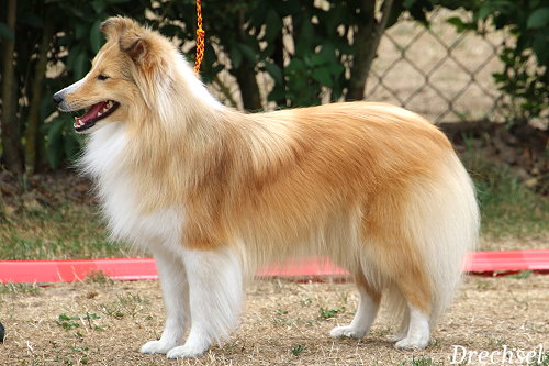 OKH Kasumi vom Neckartor