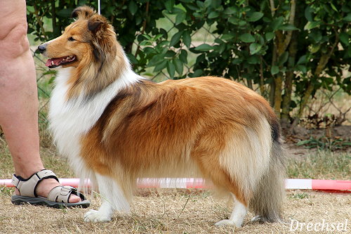 OKH Midnight Lady Mona am Woogbach