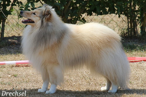 OKR Gary vom Ailenberg