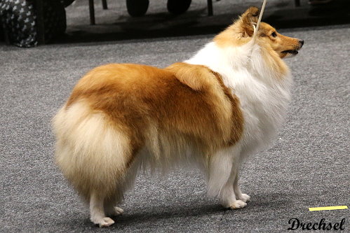 2026.03.14.Offenburg.ChKH.Robrensis all blinded by Starlight