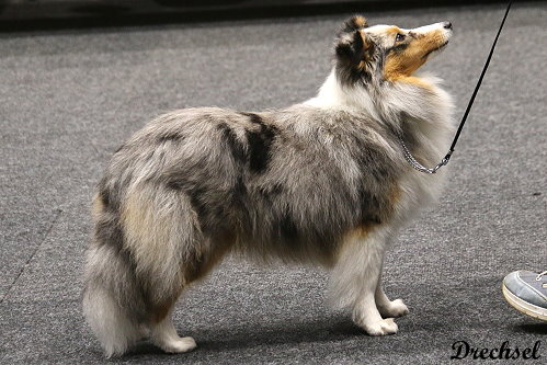 2026.03.14.Offenburg.JKH.Blue Star vom Haubergsland