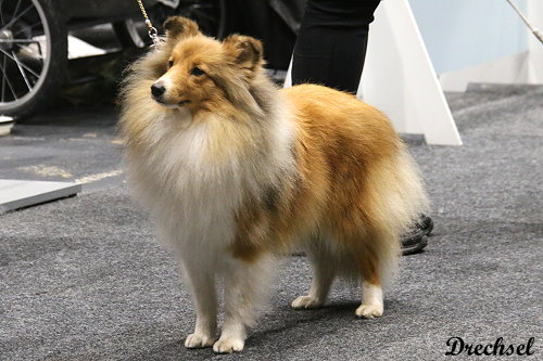 2026.03.14.Offenburg.JKH.Eila vom Berghof Engelsbrand