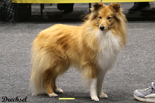 2026.03.14.Offenburg.ZwKR.Akito vom Haubergsland