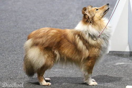 2026.03.15.Offenburg.OKH.Joko O vom Affinger Bach