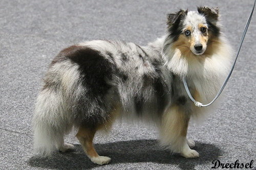 2026.03.15.Offenburg.OKH.Ophelia vom Münzenberger Sheltiecamp