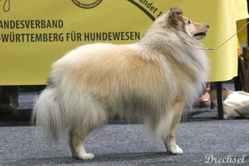 2026.03.15.Offenburg.OKR.Gary vom Ailenberg